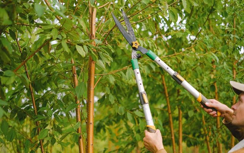 Tree trimming in Gueydan, LA
