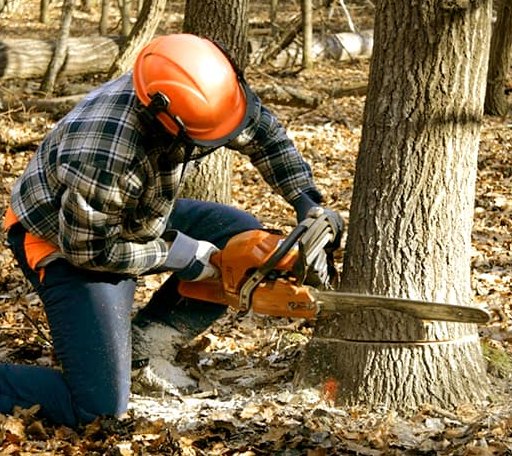 Tree Removal in Gueydan, LA